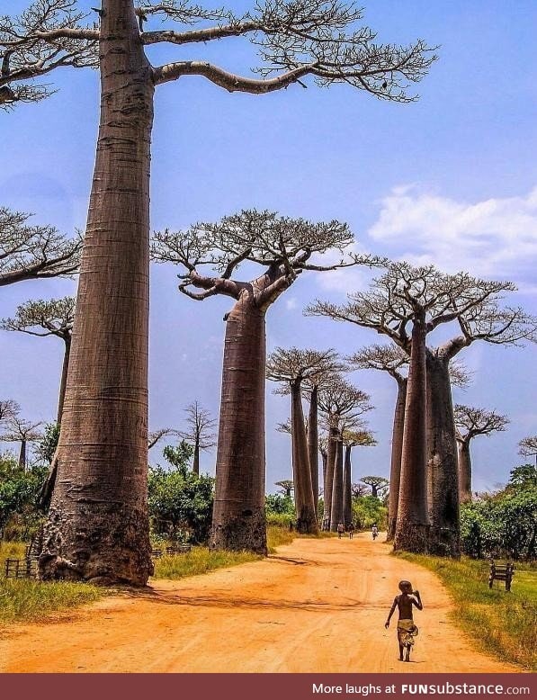 Little fella walking among giant trees