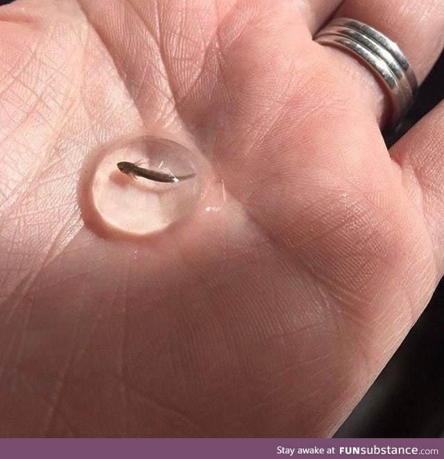 A tiny axolotl, also known as the Mexican Salamander