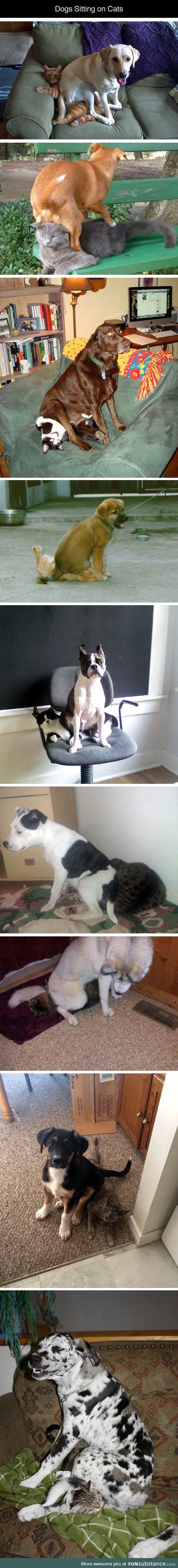 Dogs who found a comfy place to sit