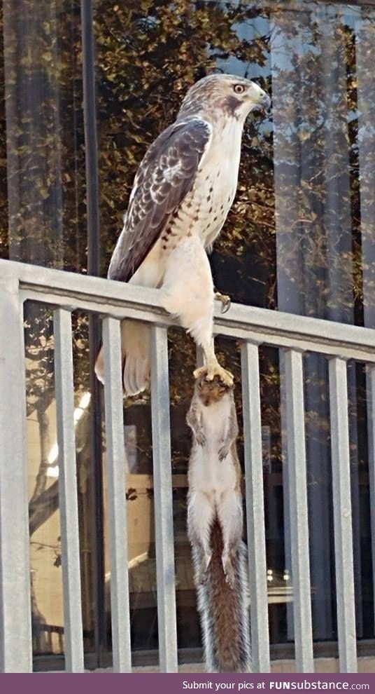 Hero Falcon saves Sleepy Squirrel from falling off deck!