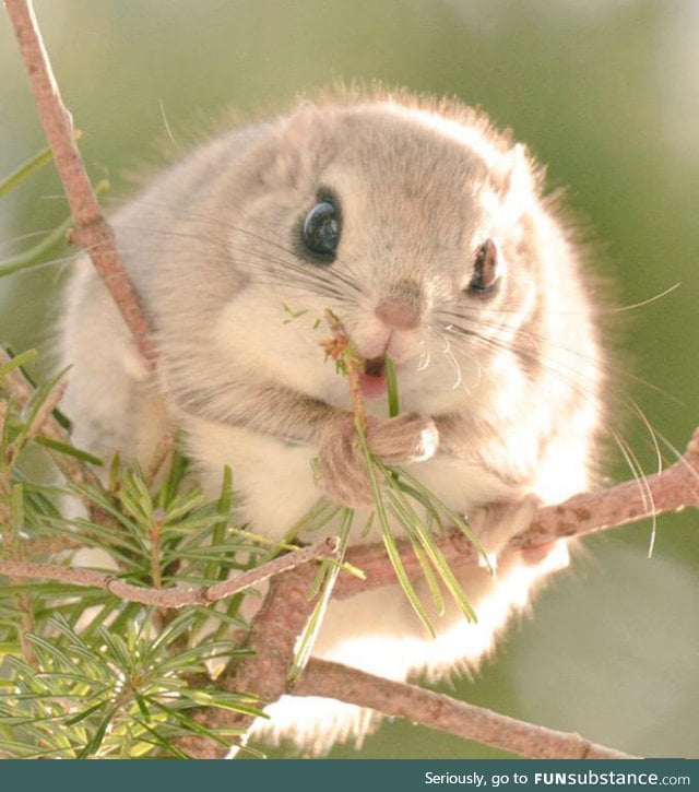 Japanese flying squirrel