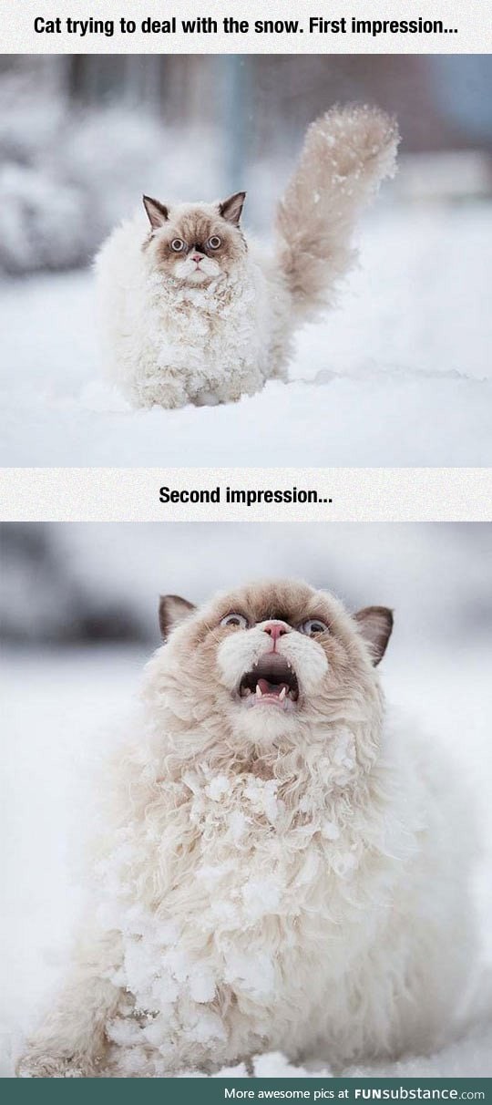 Cat vs. Snow