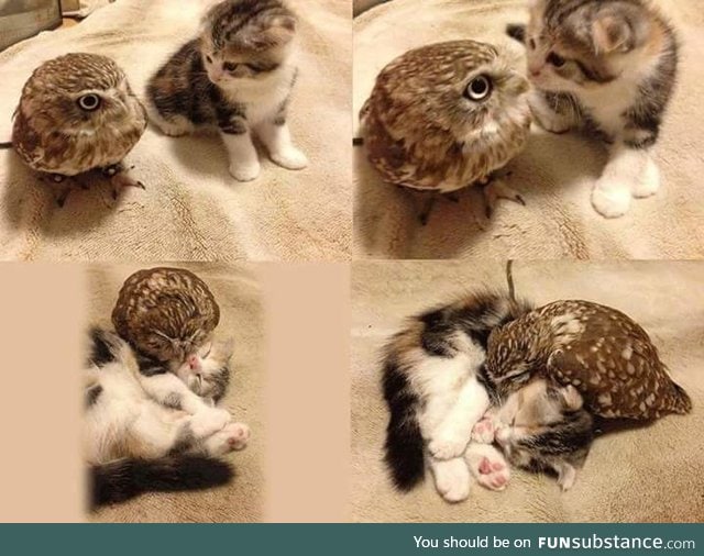 "I love you weird feather cat"