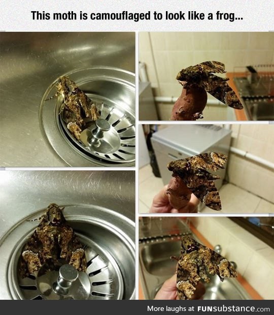 Frog camo activated