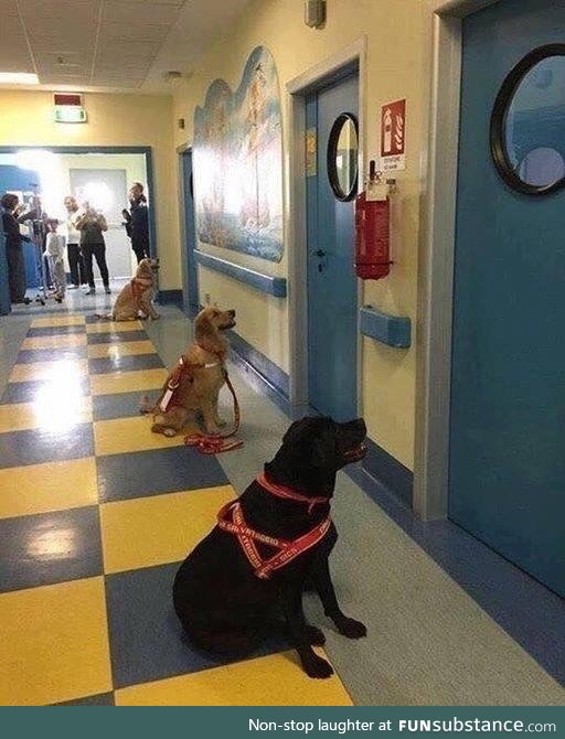 Therapeutic dogs waiting with great anticipation to see their respective children