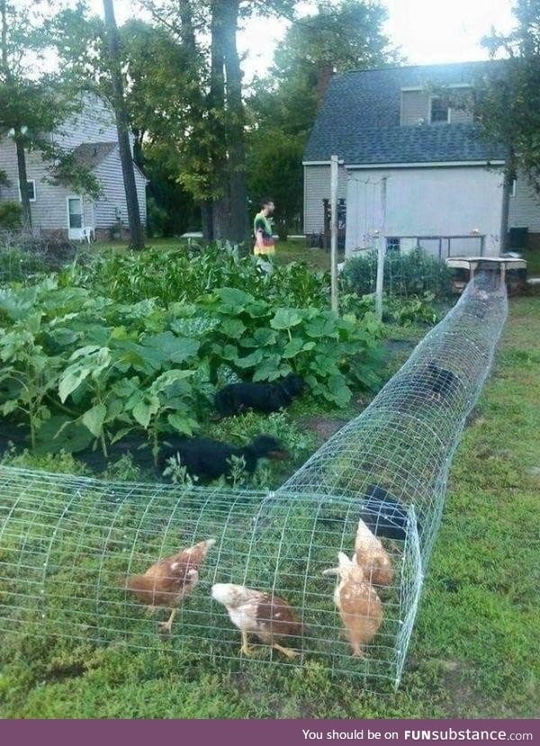 Chicken tunnel