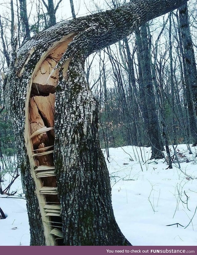 Wind cracked tree