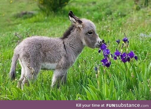 Miniature donkey