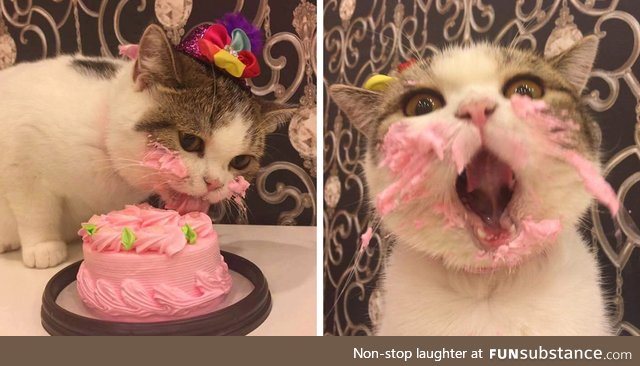 I actually forgot my cat's birthday.