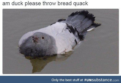 this pigeon is my spirit animal