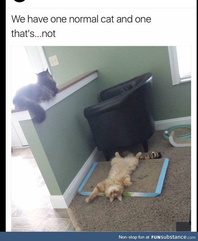 They're both adorable kitties