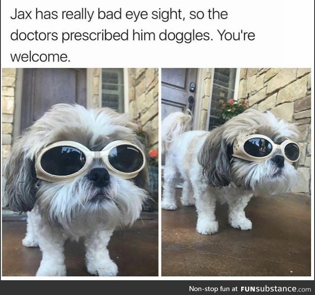 Doggo wears doggles