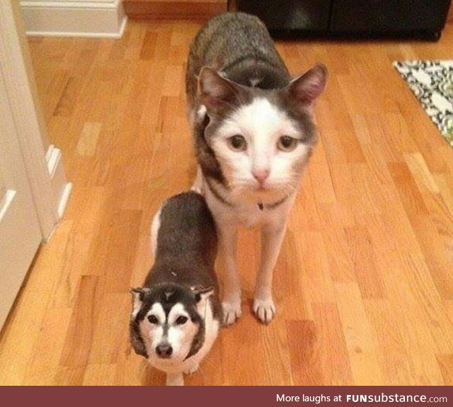 These face swaps are getting out of Hand