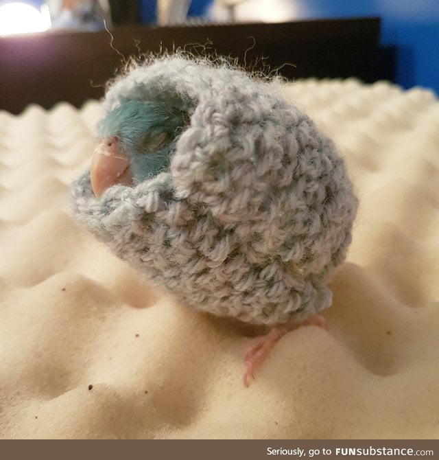 Baby birb with widdle sweater too big for her but warms the feathers 