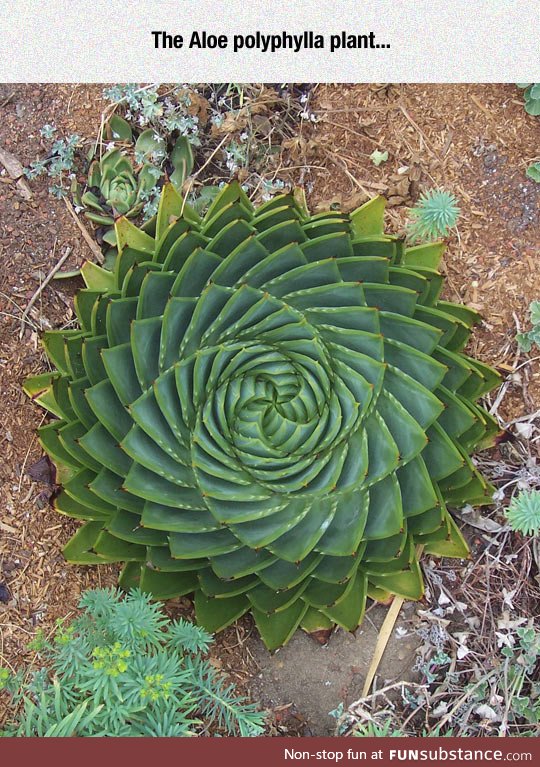 Perfect spiral