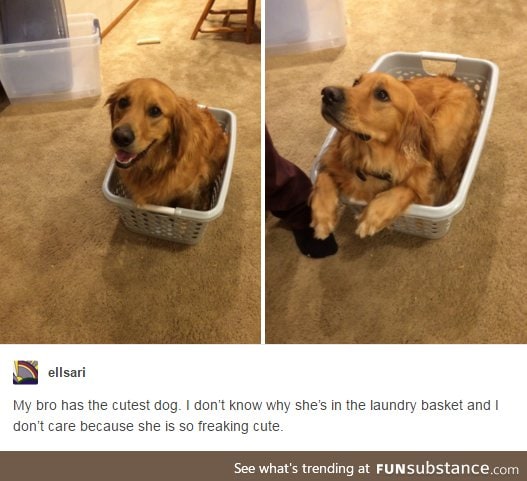 Doggo in a laundry basket