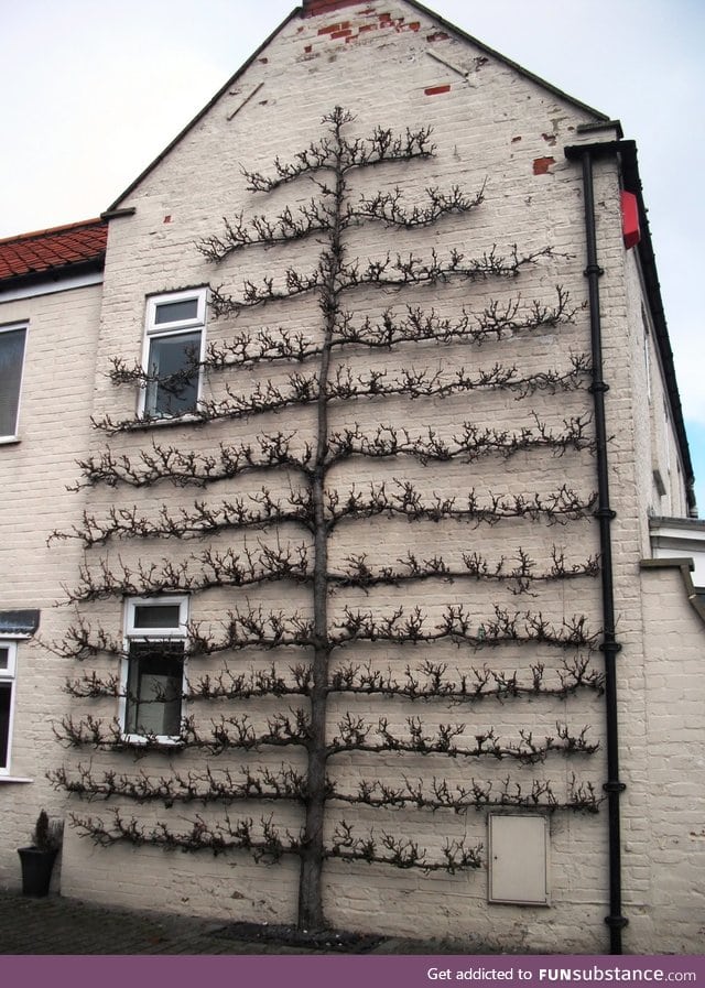 An espaliered fruit tree