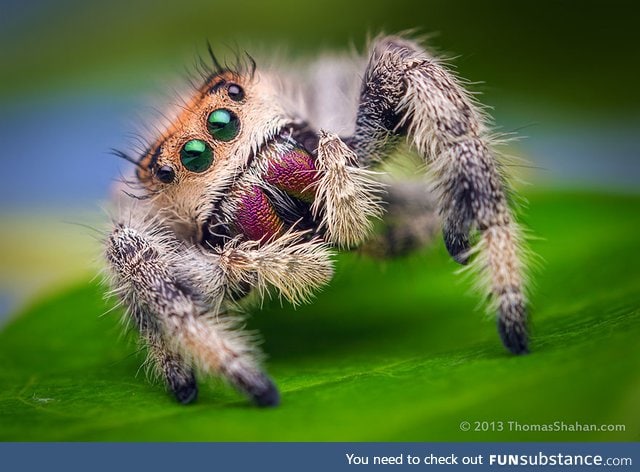 Heckin cute spider