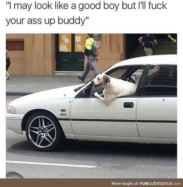 Doggo is a bad boy