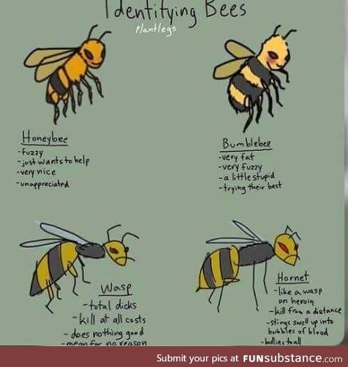 Identifying bees