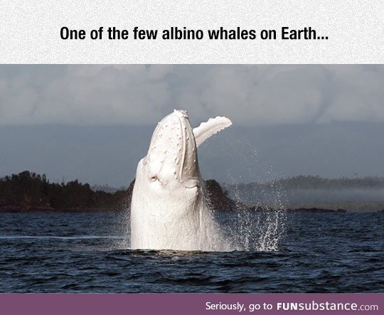 Migaloo, an epic albino humpback