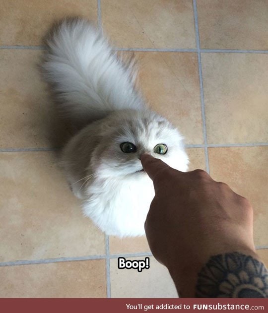 Stop booping my nose, human