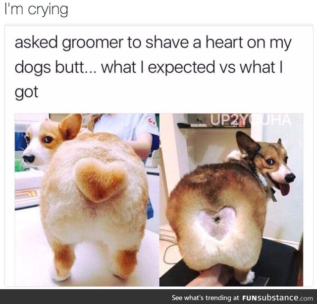 Corgi butts