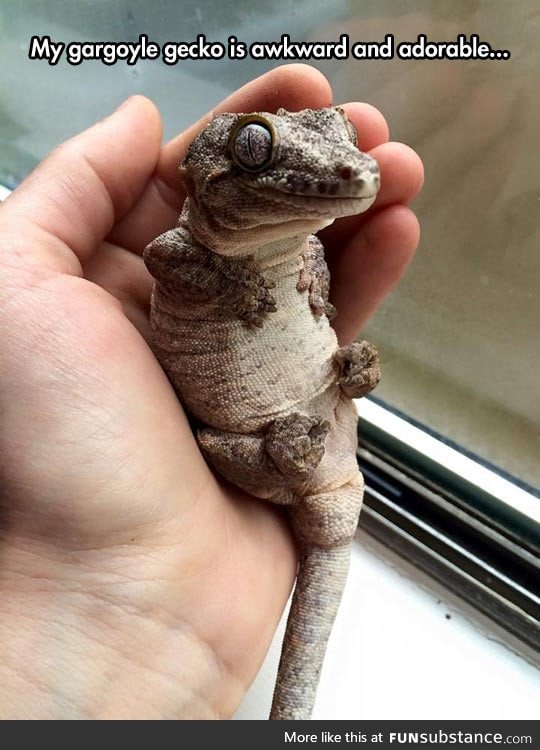 It's A Baby Dragon