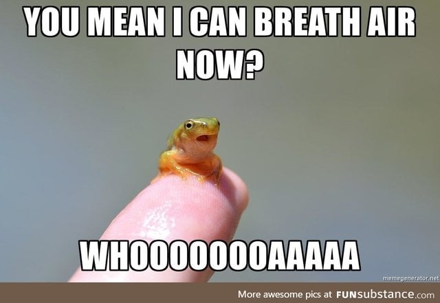 Amaze frog