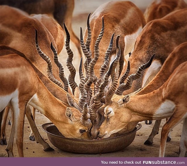 Bouquet of horns