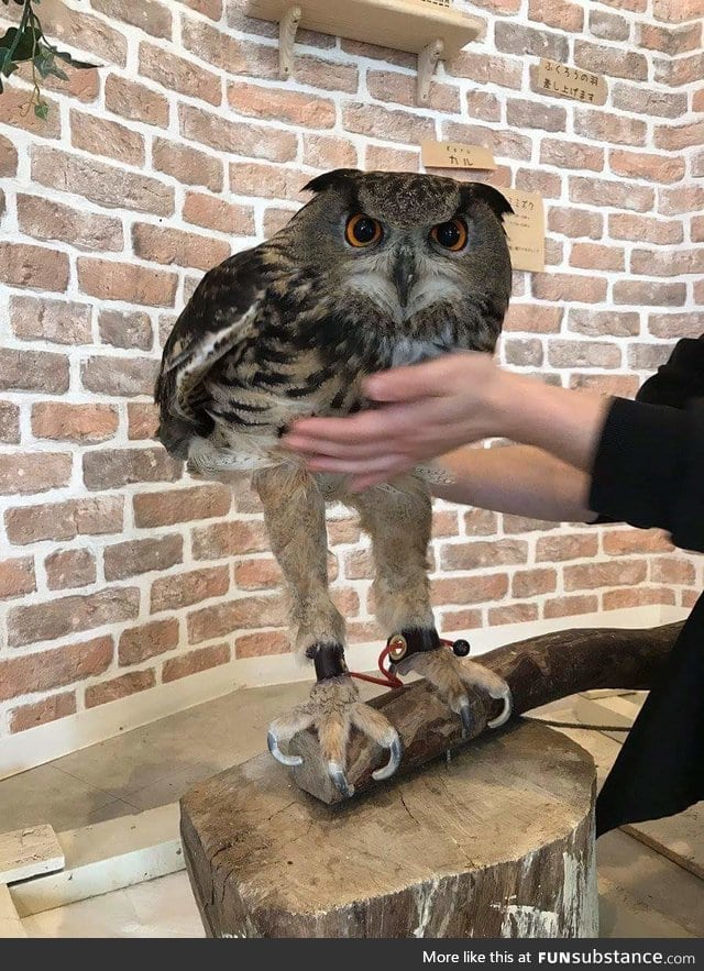 long owl is long