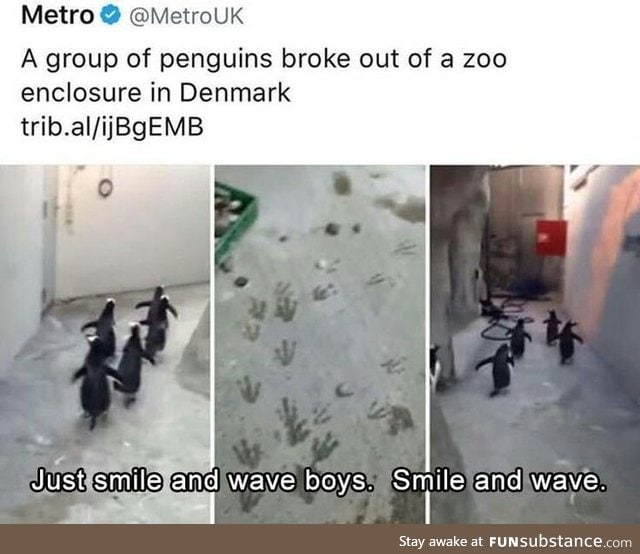 I love penguins!