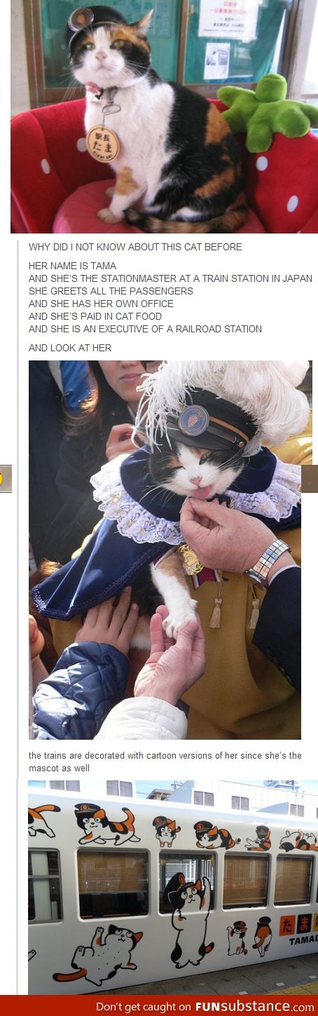 Stationmaster Cat