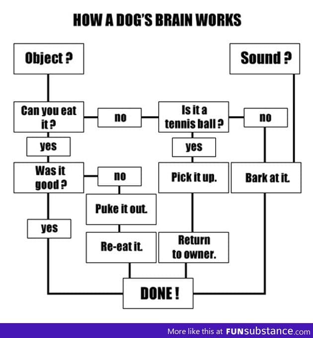 How a dogs brain works