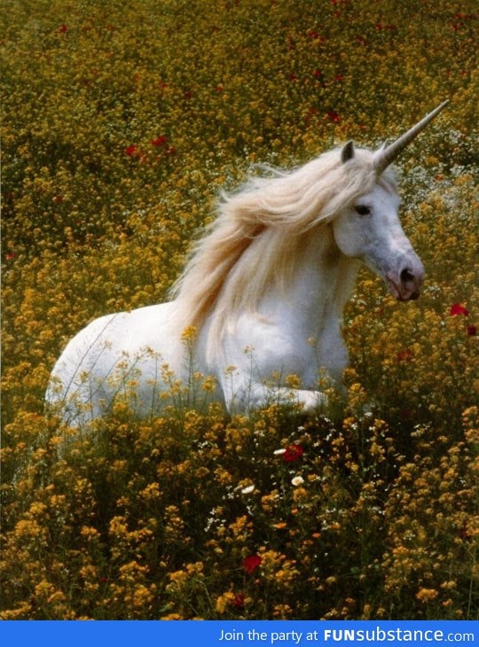 If unicorns were real, they would be magical