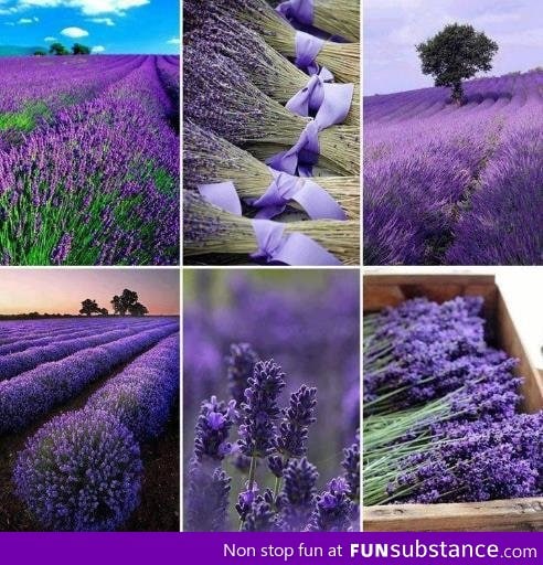 lavender field