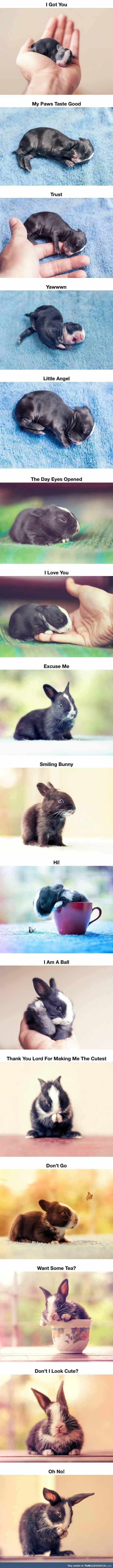 Baby bunny