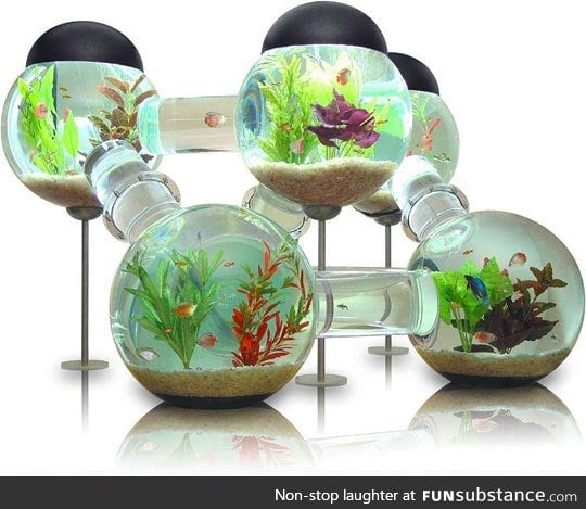 The awesome labyrinth aquarium