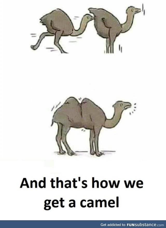 How Camels Are Made