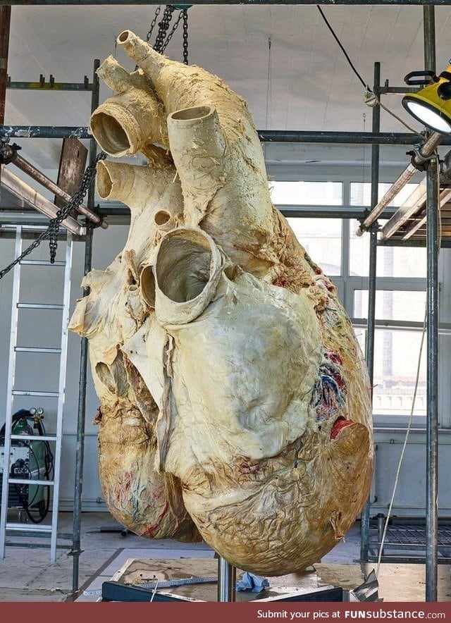 I give you....  A Whale Heart