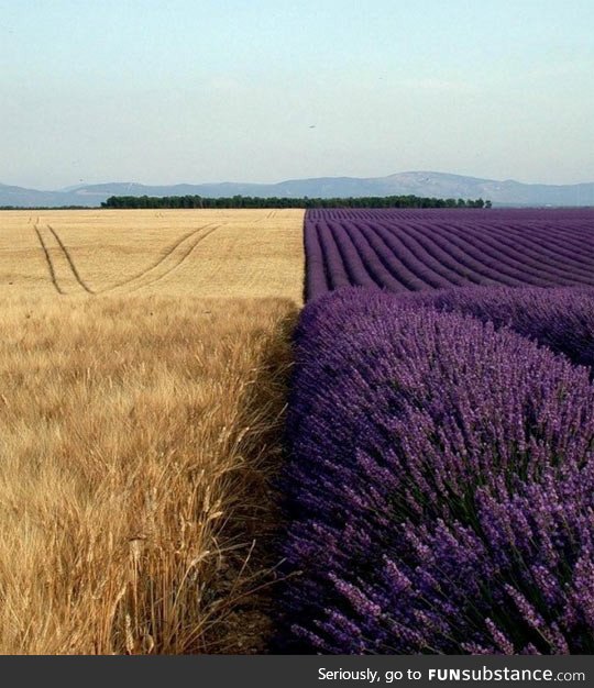 Lavender fields