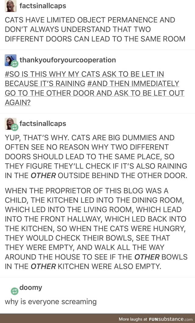 Why cats act weird