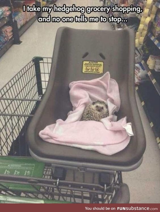 Grocery shopping with hedgehog