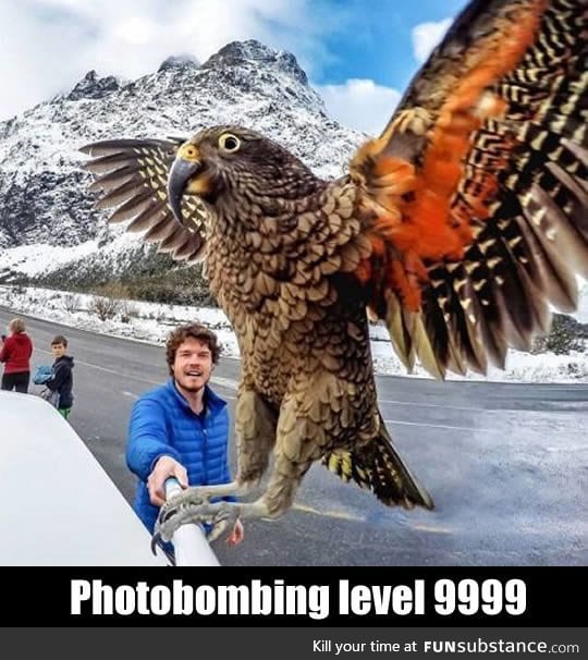 Human: Let me take a selfie! Bird: Imma fly like an eagle!