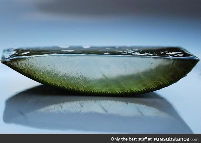 Slice of Aloe Vera