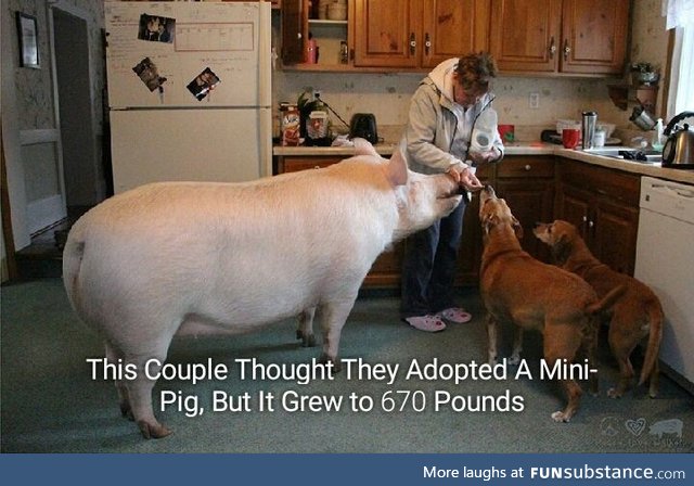 Googled "pet pig" wasn't disappointed