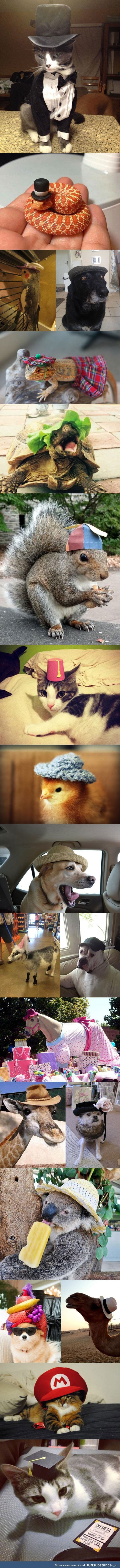 Animals wearing hats