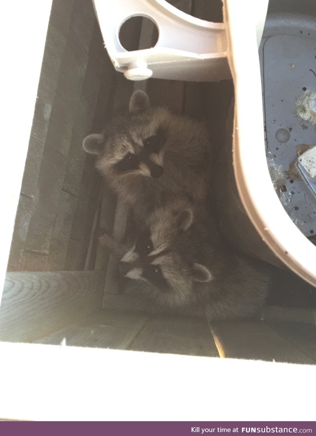 Found these two littles guys in a trash yesterday