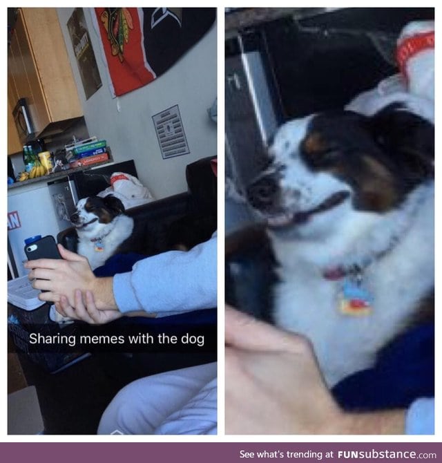 Doge appreciating some dank memes