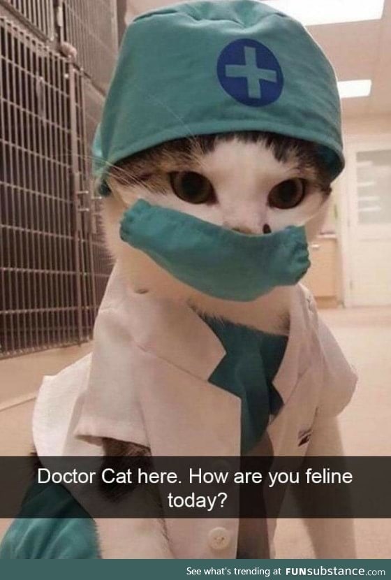 Doctor Cat